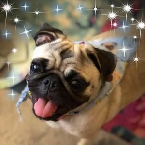 Meet your Posher, Susan